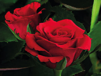 Red Calypso | Premier Roses