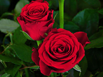 Valentino Premier Roses